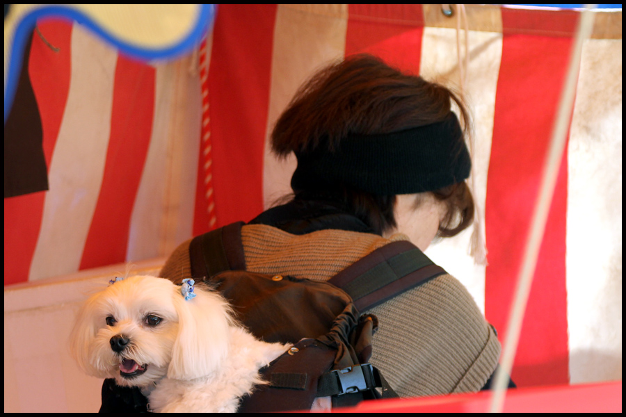 Kanazawa puppy love