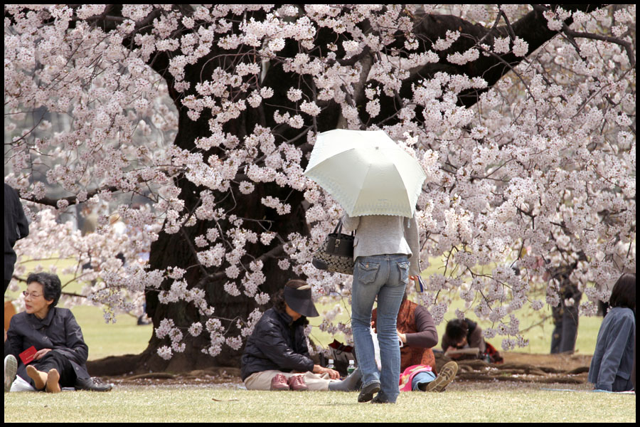 Cherry Blossoms, Tokyo