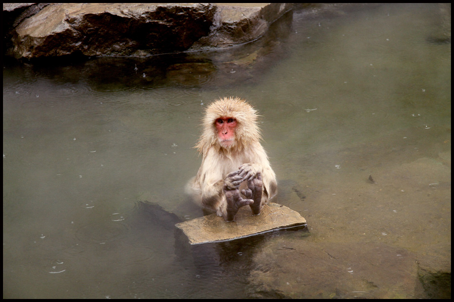 Snow Monkey