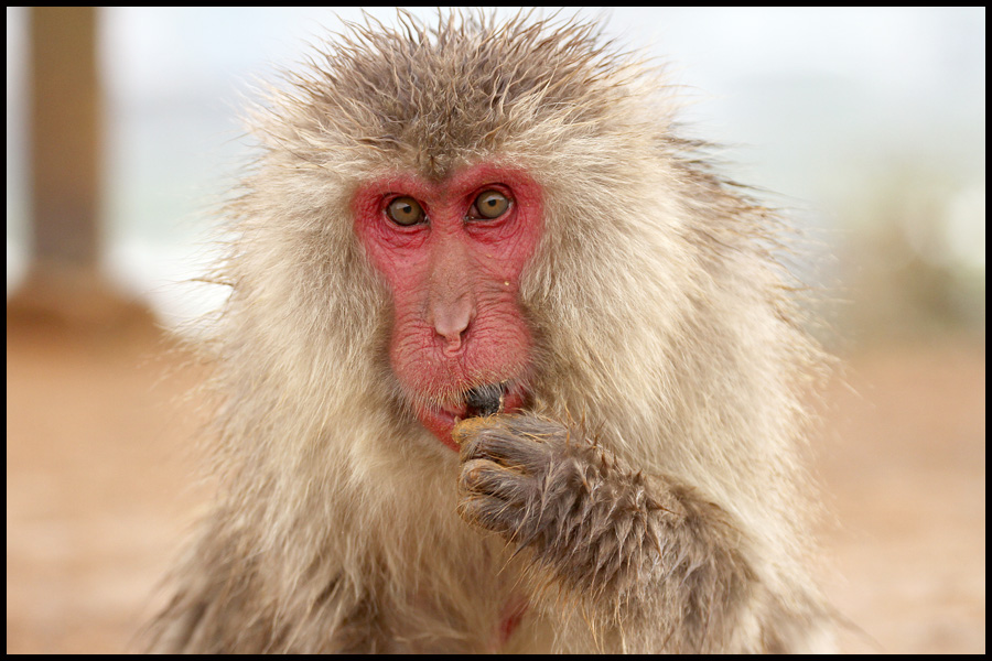 Japanese Macaque Monkey