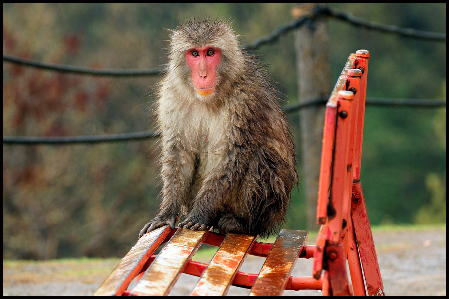 Japanese Macaque Monkey