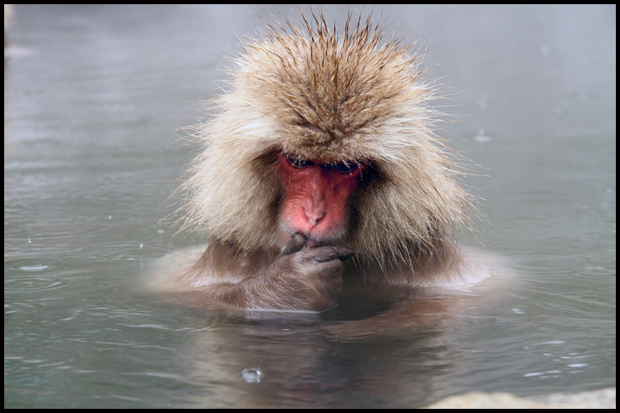 Snow Monkey