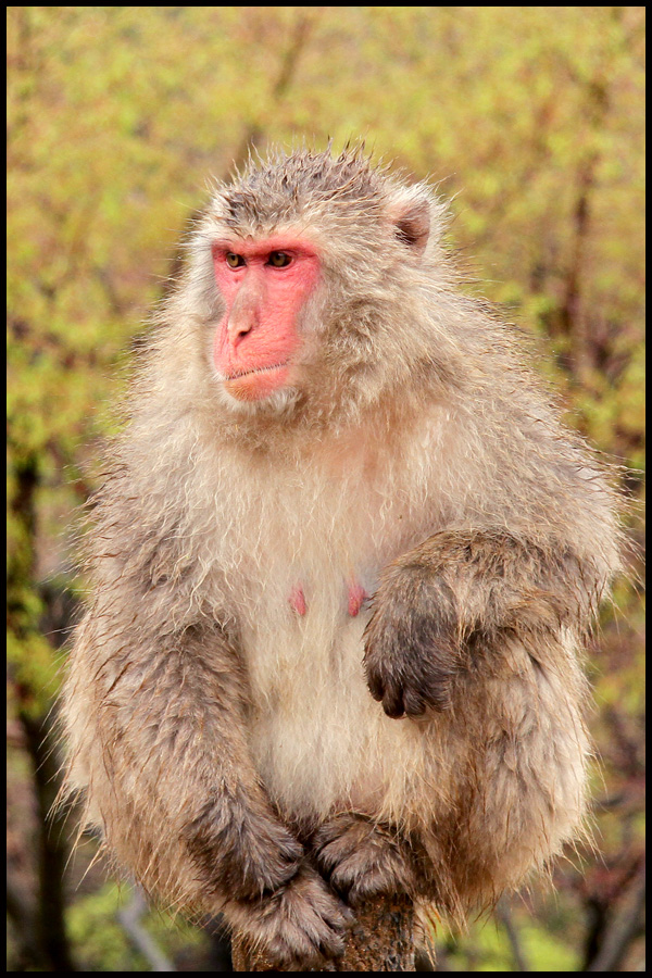 Japanese Macaque Monkey