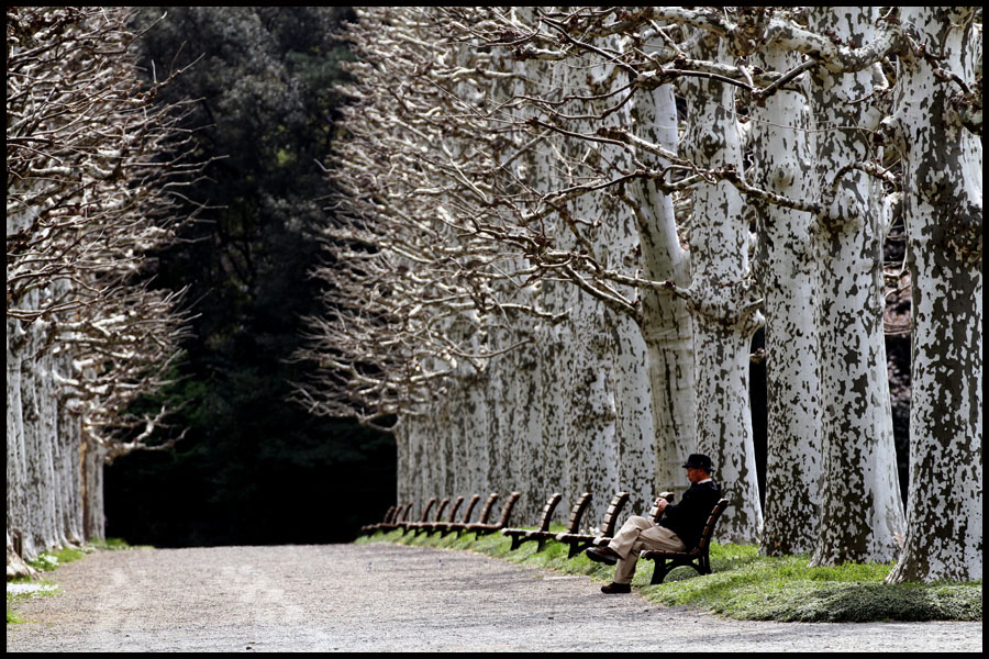 The Trees