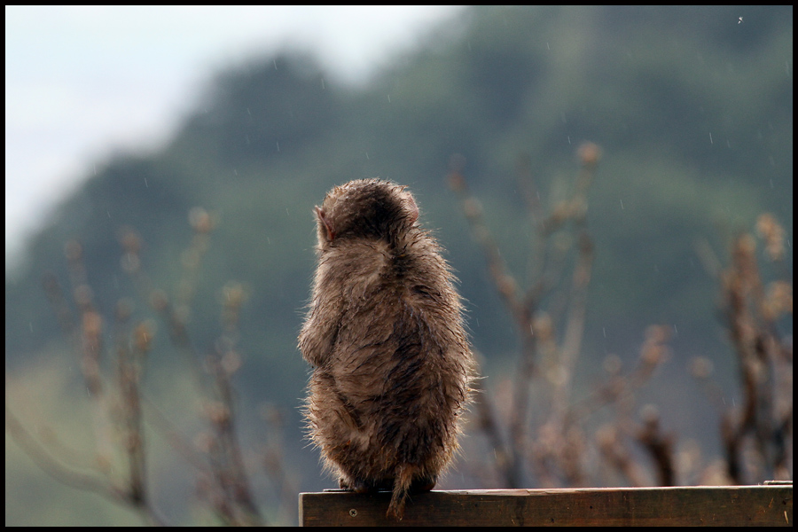 Japanese Macaque Monkey