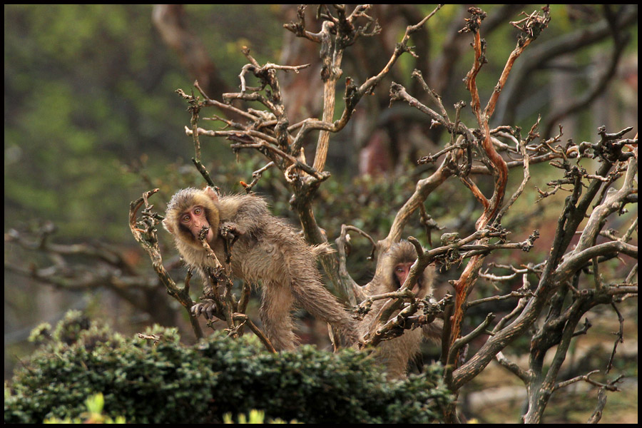 Japanese Macaque Monkey