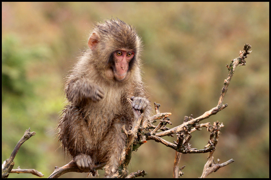 Japanese Macaque Monkey
