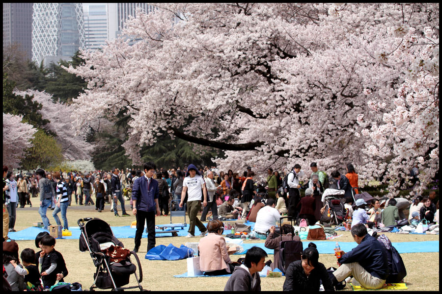 Hanami time, Tokyo