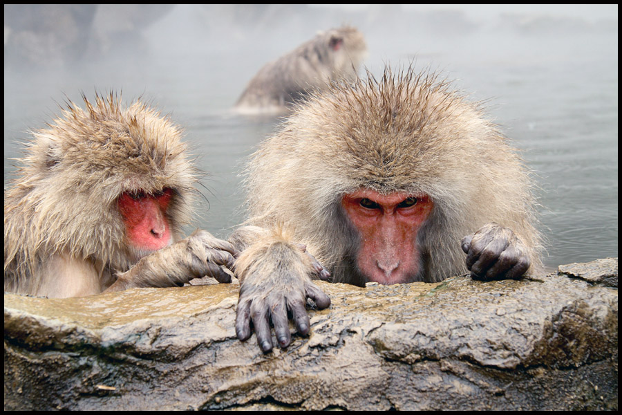 Snow Monkey