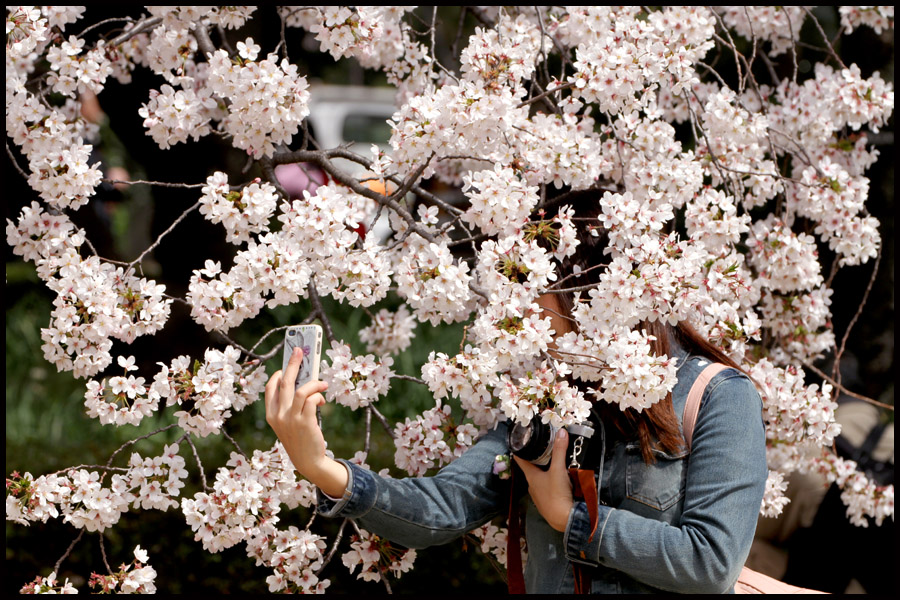 Cherry Blossoms, Tokyo