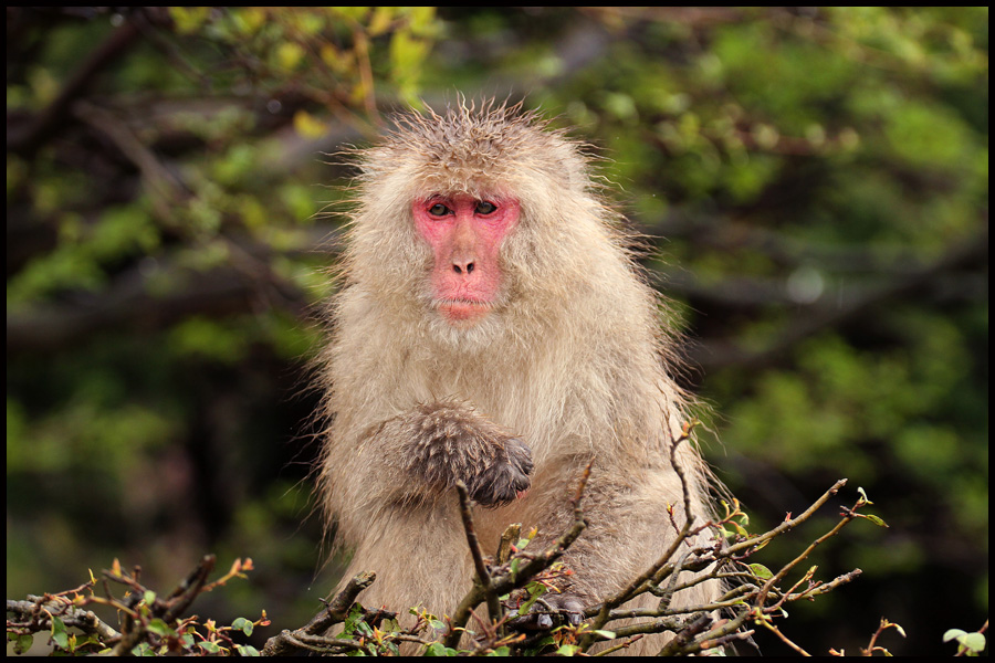 Japanese Macaque Monkey