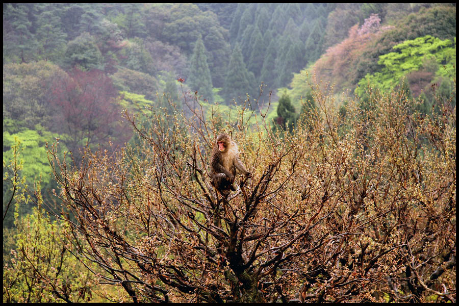 Japanese Macaque Monkey