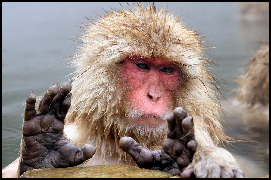Snow Monkey