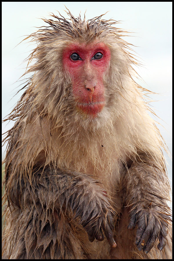 Japanese Macaque Monkey