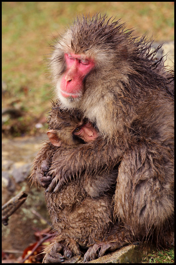 Japanese Macaque Monkey
