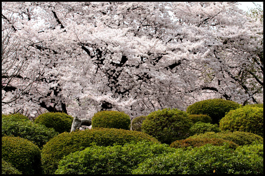 Cherry Blossoms, Tokyo