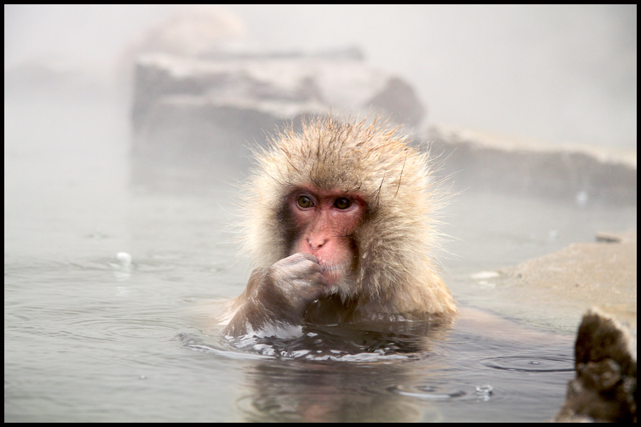 Snow Monkey