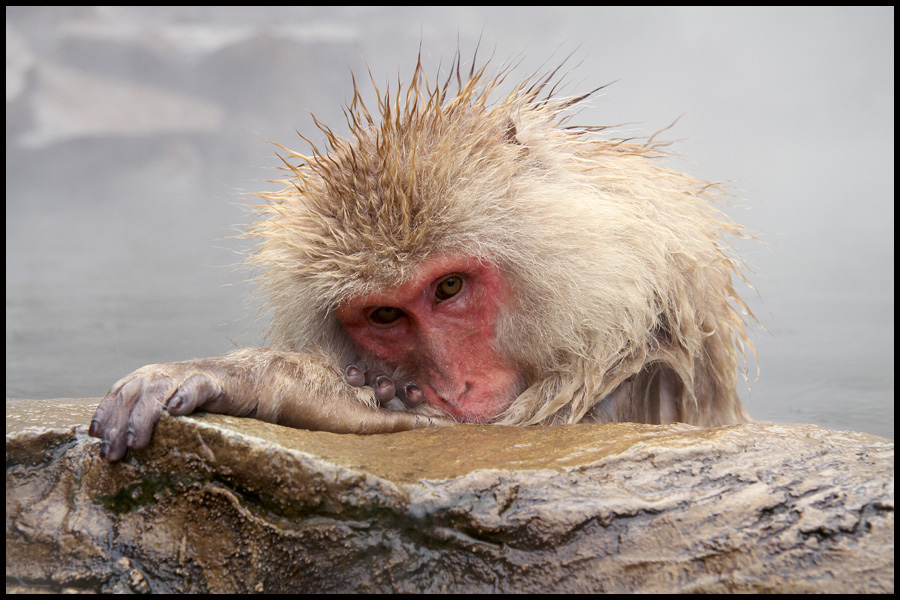 Snow Monkey